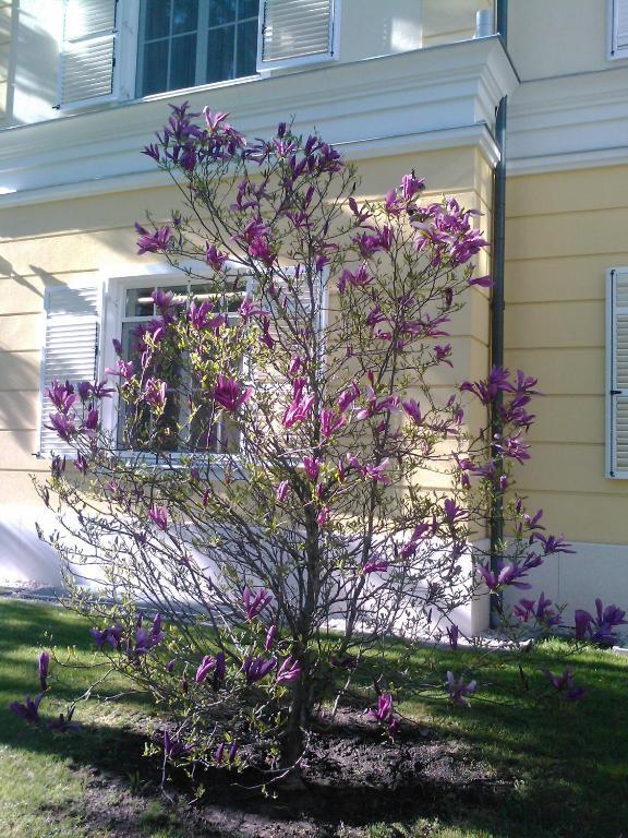 Château Visz Exterior foto